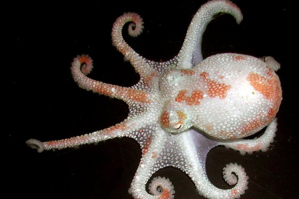 Kraken официальный сайт ссылка через tor