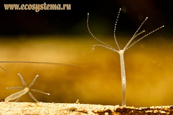 Ссылка для входа на сайт kraken
